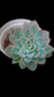 Echeveria Boil Rose (Importada Espanha) P09 - loja online