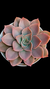 Echev Fire Rose P09 - comprar online