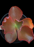 Echeveria Gibbiflora Thanos P15 (Emite carunculas) na internet