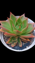 Echeveria Lady Choice P09 na internet