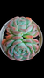 Echeveria Premera (Dupla) P09 na internet