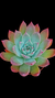 Echeveria Colorata Branditii P09 na internet
