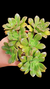 Aeonium Occidentale P09 - comprar online