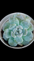 Echeveria Snow Bunny/White Habit P09 - comprar online
