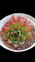 Echeveria Billu (Dupla ou Muda) P09 - comprar online
