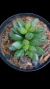 Adromischus Roaneanus P09 na internet