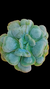 Echev Gibb Heart Dlight P09 - comprar online