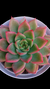 Echeveria Romeu X Lilacina P09 - comprar online