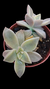 Graptophetallum Paraguaiense Variegata P09 - Maria Rita Suculentas