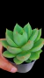 Echeveria Aksu P09 na internet