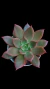 Echeveria Clarice Espanha P09 - Maria Rita Suculentas