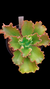 Echeveria Gibbiflora URSULLA P15 na internet
