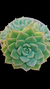 Echeveria Alfred P09 - comprar online