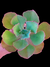 Gibbiflora Seeds Espanha P09 - comprar online