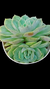 Echeveria Oslow P09 na internet
