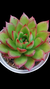 Agavoide Polar Rose P09 na internet