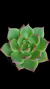 Echeveria Mercury P09 - comprar online
