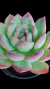 Echeveria Mistic Ice P09 - Maria Rita Suculentas