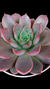 Echeveria Roman (Colônia) P09 na internet