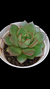 Echeveria Hakone P09 - comprar online