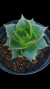 Echeveria Belle E Atoille P09 - comprar online