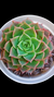 Echeveria Thunder Rose (Dupla ou Mudas) P09 na internet