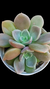 Graptoveria Crenmenaria Ariadne (Dupla ou Mudas) P09 - comprar online