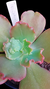 Gibbiflora Toscanini Vaso 15 - Maria Rita Suculentas
