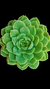 Echev Lime'n Chile P09 - comprar online