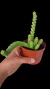 Crassula Marneriana P09 na internet