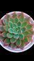 Echeveria Obscuris (Importada Koreia) P09 - Maria Rita Suculentas