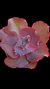 Gibbiflora Jane Naylor P09 - comprar online