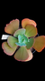 GIBB PEARL (Sai Carunculas) P15 na internet