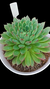 ECHEVERIA ANITA CUIA 15 - comprar online