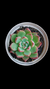 Echeveria Colorata Haage P09 na internet