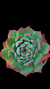 Echeveria Casio (Importada Coréia) P09 - comprar online