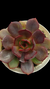 Echeveria BLACK TAM P09 - comprar online
