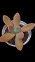 Echeveria Bersek P09 - comprar online