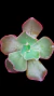 Echeveria Gibbiflora Zipper P09 - comprar online