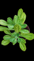 Senecio Oblovatus P09 - comprar online