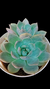 Echeveria Pumila X Mont Blanc P09 na internet
