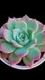 Echeveria Pink Buble P09