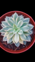 Echeveria Green Esmerald Variegata P09 - comprar online