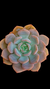 Echeveria Barbie Dool P09 - Maria Rita Suculentas