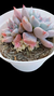 Echeveria Scarlat com mudinha variegata P09 na internet