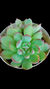 Echeveria Labios Rosados P09 - comprar online