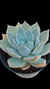 Echeveria Glorious P09 - comprar online