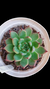 Echeveria Black Tips P09 - comprar online
