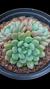 ECHEVERIA BLUE FEATHER CUIA 18 - comprar online