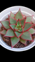 Echeveria Purpussorum X Romeu P09 - Maria Rita Suculentas